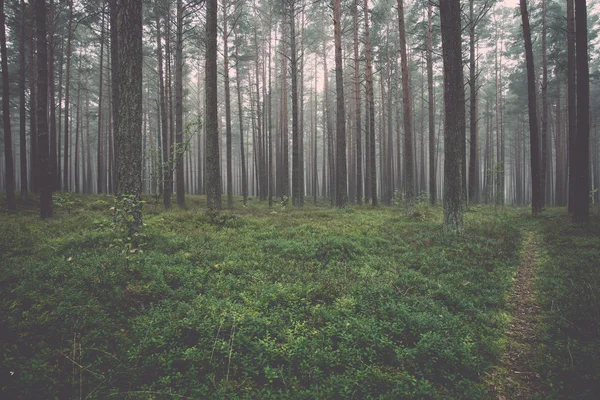 Nebliger Morgen im Wald - retro, vintage — Stockfoto