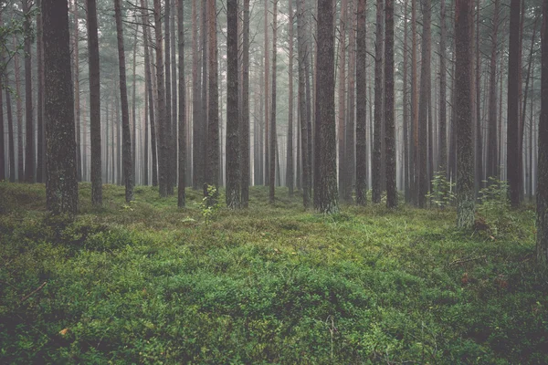 Dimmig morgon i skogen - retro, vintage — Stockfoto