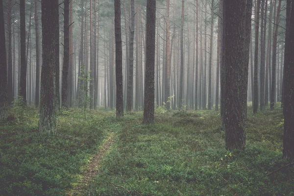 雾的早晨，在树林里-复古，复古 — 图库照片