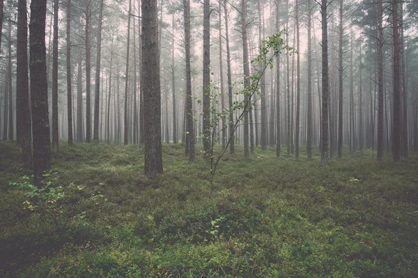 Dimmig morgon i skogen - retro, vintage — Stockfoto