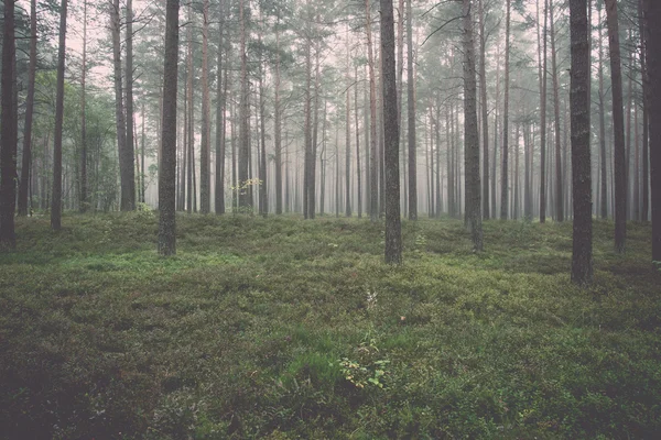 Mistige ochtend in het bos - retro, vintage — Stockfoto