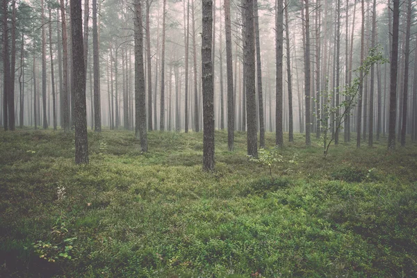 Matin brumeux dans les bois - rétro, vintage — Photo