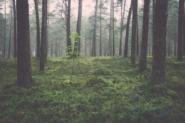 Mistige ochtend in het bos - retro, vintage — Stockfoto