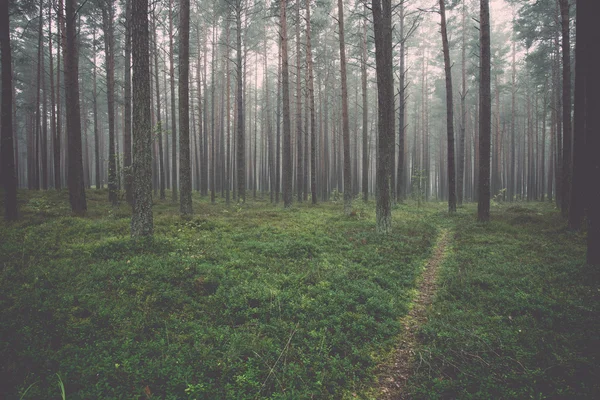 Mattina nebbiosa nel bosco - retrò, vintage — Foto Stock