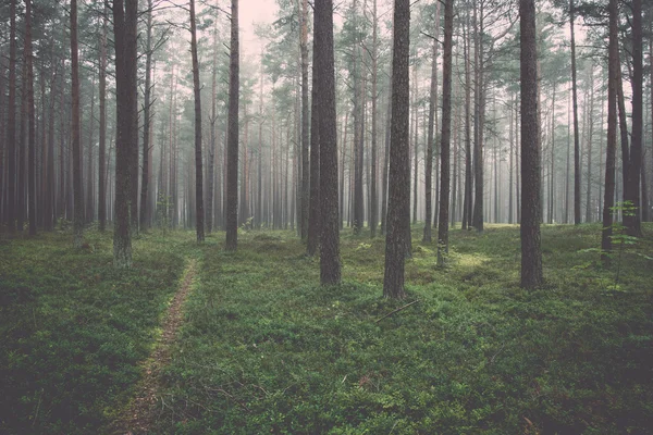 Nebliger Morgen im Wald - retro, vintage — Stockfoto