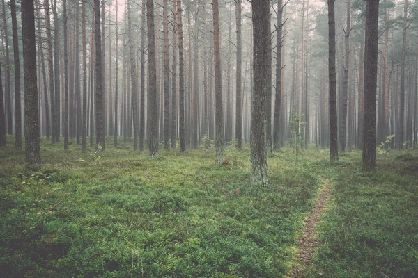Mglisty poranek w lesie - retro, vintage — Zdjęcie stockowe
