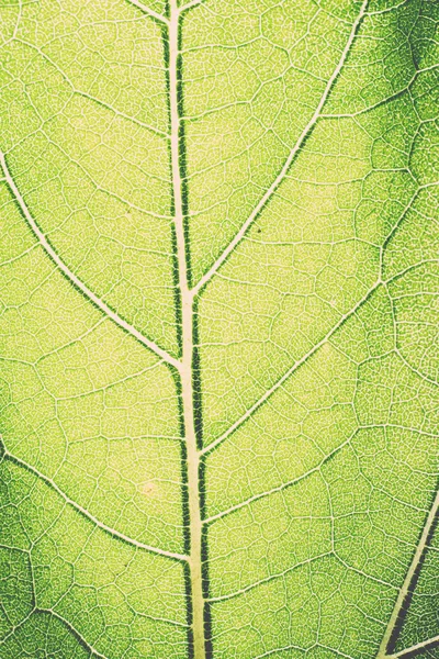 -녹색의 잎 매크로 패턴 레트로, 빈티지 — 스톡 사진