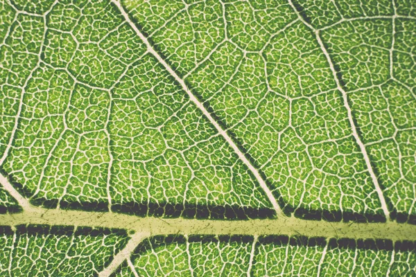 Patrón macro hoja de verde - retro, vendimia — Foto de Stock