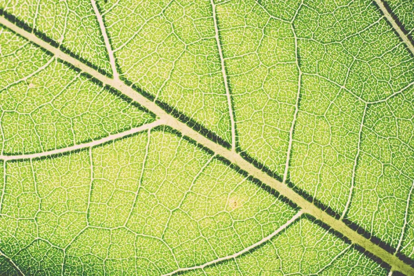 Pola makro daun hijau - retro, vintage — Stok Foto