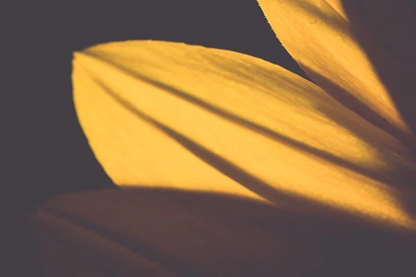 Güzel odak ihale çiçek - retro, v ile arka plan bulanıklık — Stok fotoğraf