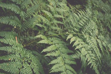 yeşil yeşillik arka plan - retro, vintage