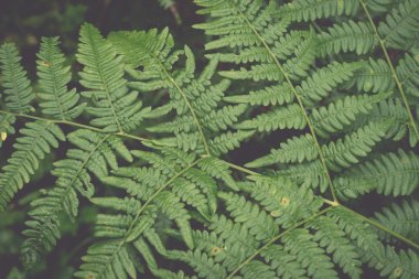 yeşil yeşillik arka plan - retro, vintage