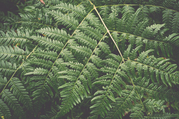 green foliage background - retro, vintage