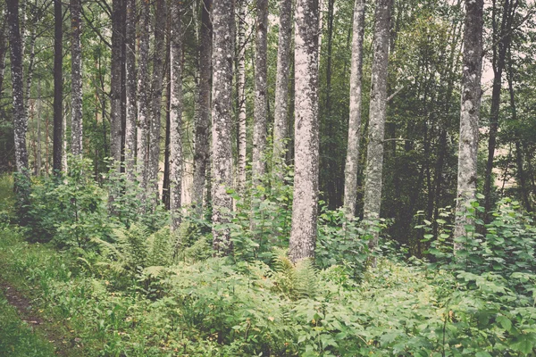 Forest road with sun rays - retro, vintage — Stock Photo, Image