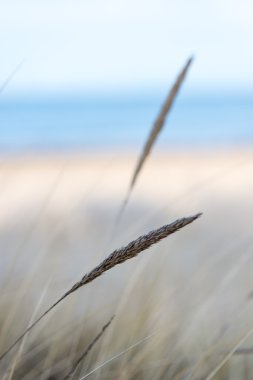 güzel kuru ot ve bükülmüş arka plan