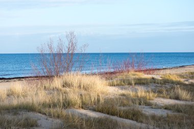güzel kuru ot ve bükülmüş arka plan