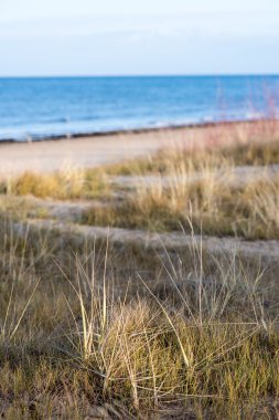 güzel kuru ot ve bükülmüş arka plan