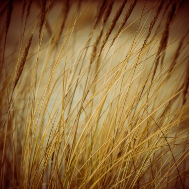 güzel kuru ot ve bükülmüş arka plan - 80 's retro vintage