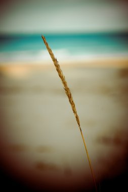 güzel kuru ot ve bükülmüş arka plan - 80 's retro vintage