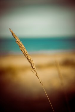 güzel kuru ot ve bükülmüş arka plan - 80 's retro vintage