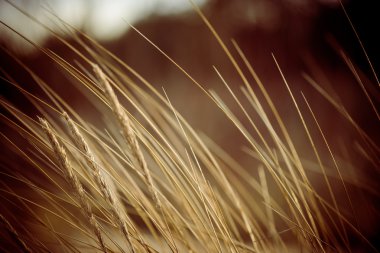 güzel kuru ot ve bükülmüş arka plan - 80 's retro vintage