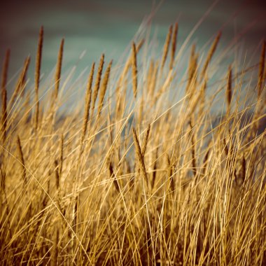 güzel kuru ot ve bükülmüş arka plan - 80 's retro vintage