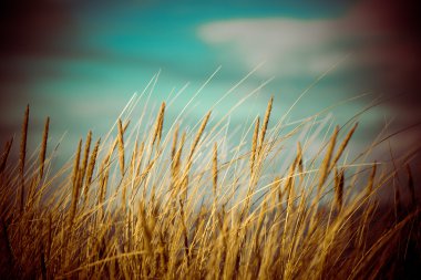 güzel kuru ot ve bükülmüş arka plan - 80 's retro vintage