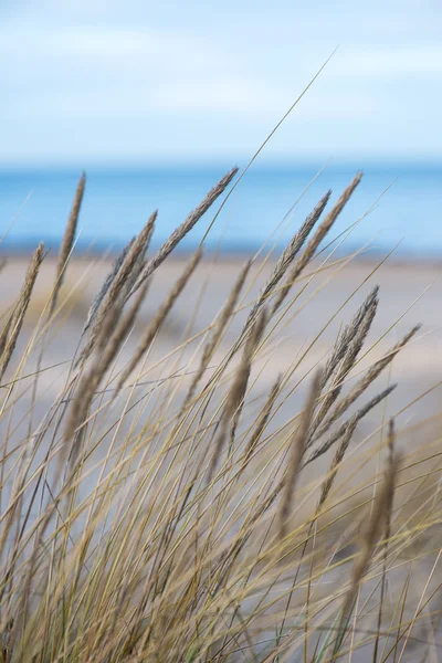 Mooi droog gras en gebogen achtergrond — Stockfoto