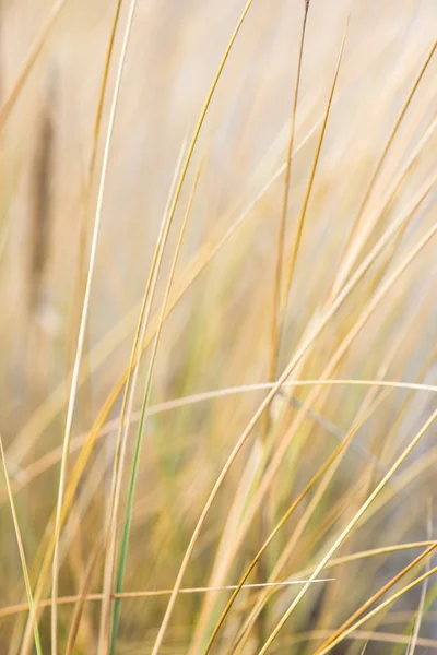 Bela grama seca e fundo curvado — Fotografia de Stock