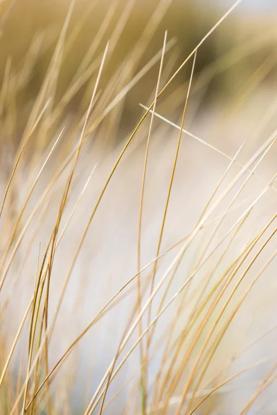 Krásné suché trávy a ohnuté pozadí — Stock fotografie