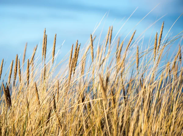 Bela grama seca e fundo curvado — Fotografia de Stock