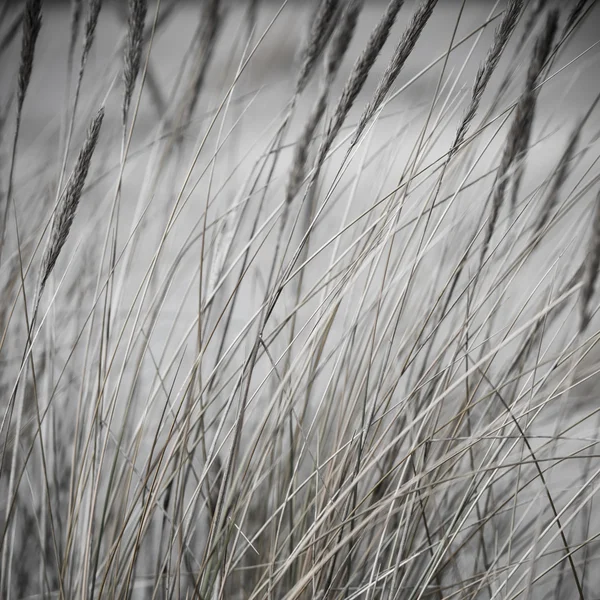 Hermosa hierba seca y fondo doblado - vintage retro — Foto de Stock