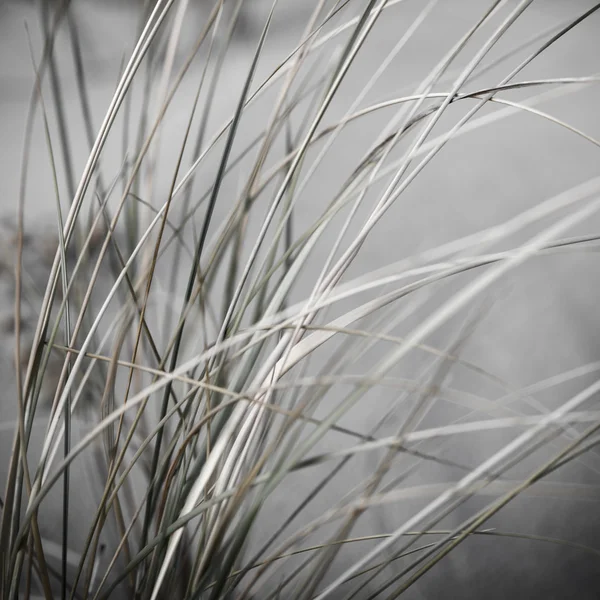 Beautiful dry grass and bent background - vintage retro — Stock Photo, Image