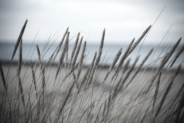 Beautiful dry grass and bent background - vintage retro — Stock Photo, Image