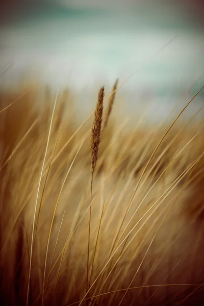 Hermosa hierba seca y fondo doblado - 80 's retro vintage — Foto de Stock
