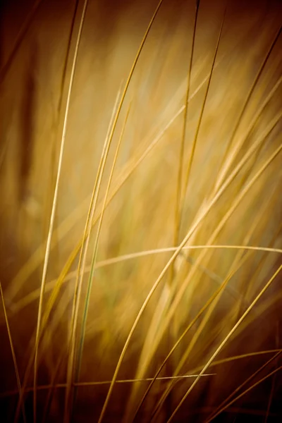 Красива суха трава і вигнутий фон 80-х вінтажний — стокове фото