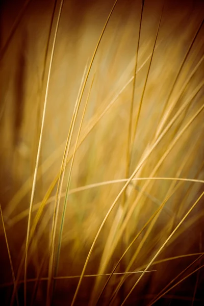 Beautiful dry grass and bent background - 80's retro vintage — Stock Photo, Image