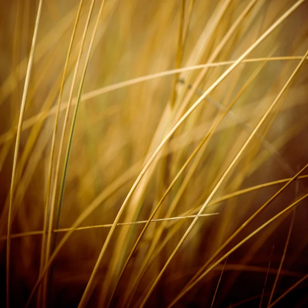 Hermosa hierba seca y fondo doblado - 80 's retro vintage —  Fotos de Stock
