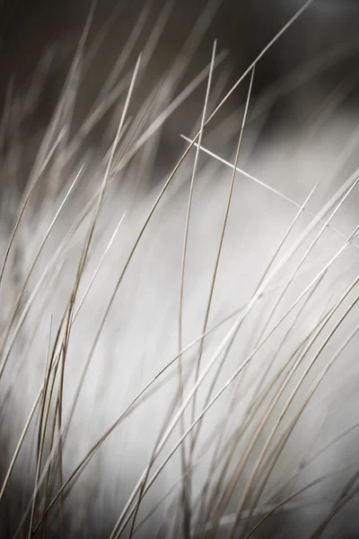 Bella erba secca e sfondo piegato - vintage retrò — Foto Stock