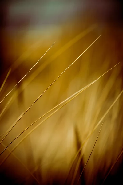 Beautiful dry grass and bent background - 80's retro vintage — Stock Photo, Image