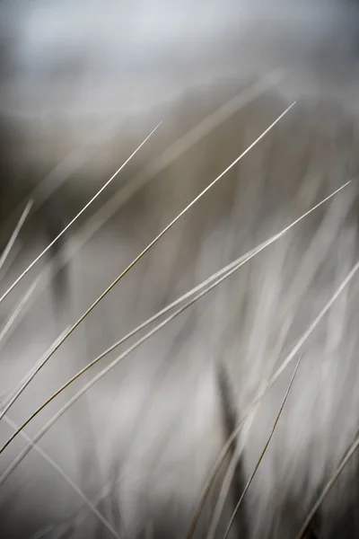 Beautiful dry grass and bent background - vintage retro — Stock Photo, Image