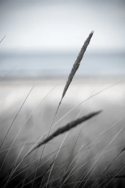 Beautiful dry grass and bent background - vintage retro — Stock Photo, Image