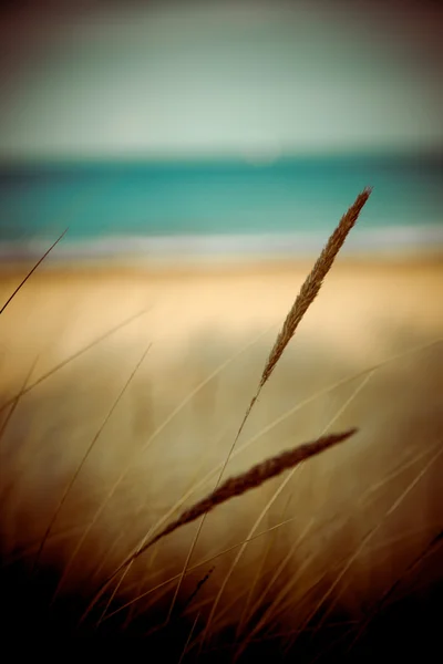 Beautiful dry grass and bent background - 80's retro vintage — Stock Photo, Image