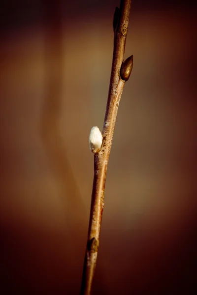 Bela grama seca e fundo dobrado - 80 's retro vintage — Fotografia de Stock