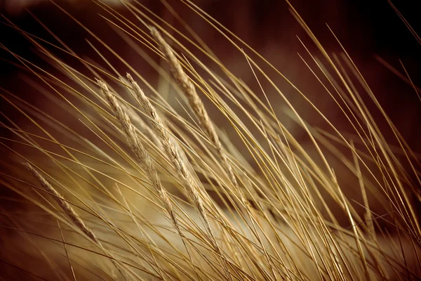 Hermosa hierba seca y fondo doblado - 80 's retro vintage — Foto de Stock