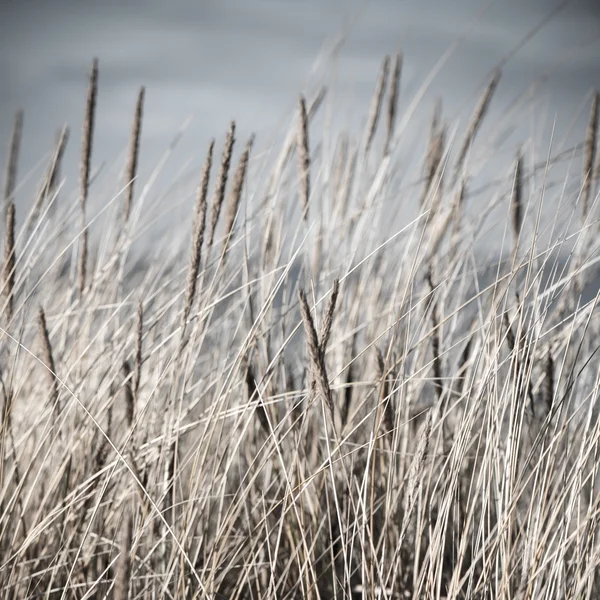 Красива суха трава і вигнутий фон вінтажний ретро — стокове фото