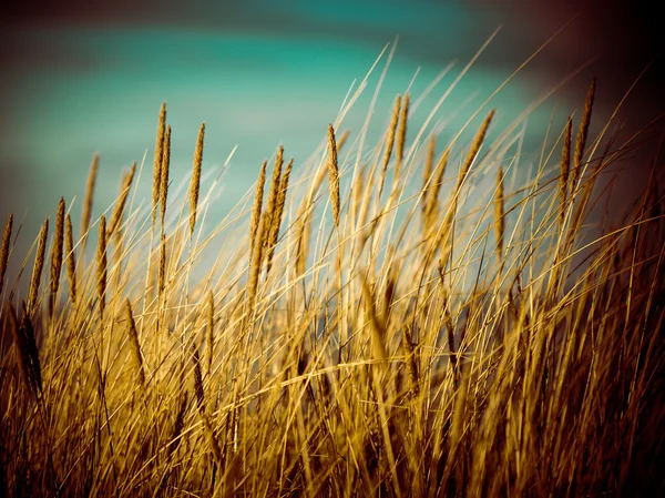 Piękny suchej trawy i gięte tło - 80 retro vintage — Zdjęcie stockowe