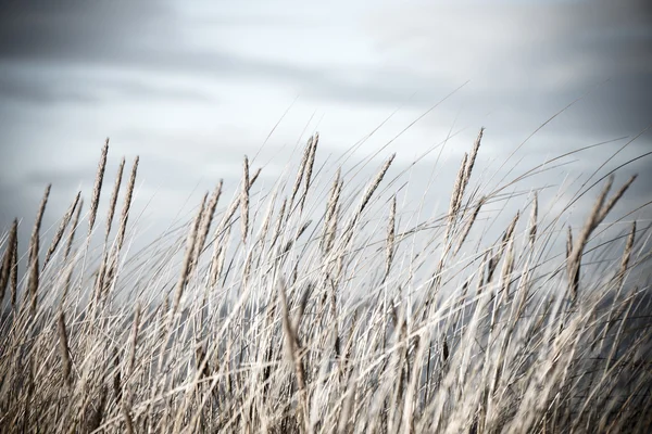 Красива суха трава і вигнутий фон вінтажний ретро — стокове фото