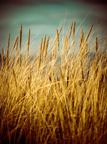 Bella erba secca e sfondo piegato - vintage retrò anni 80 — Foto Stock