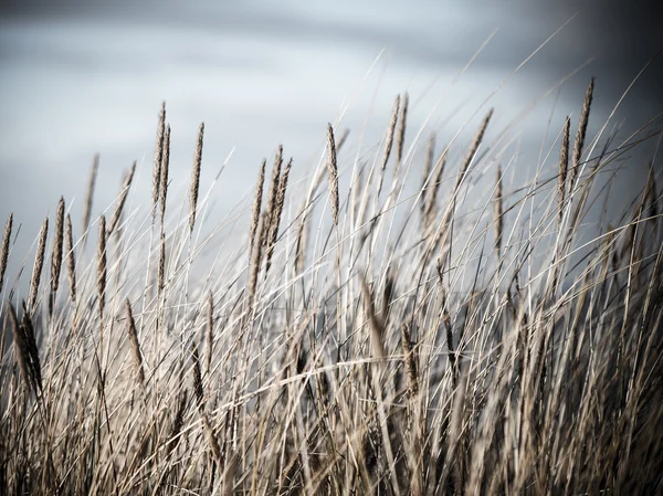 Beautiful dry grass and bent background - vintage retro — Stock Photo, Image